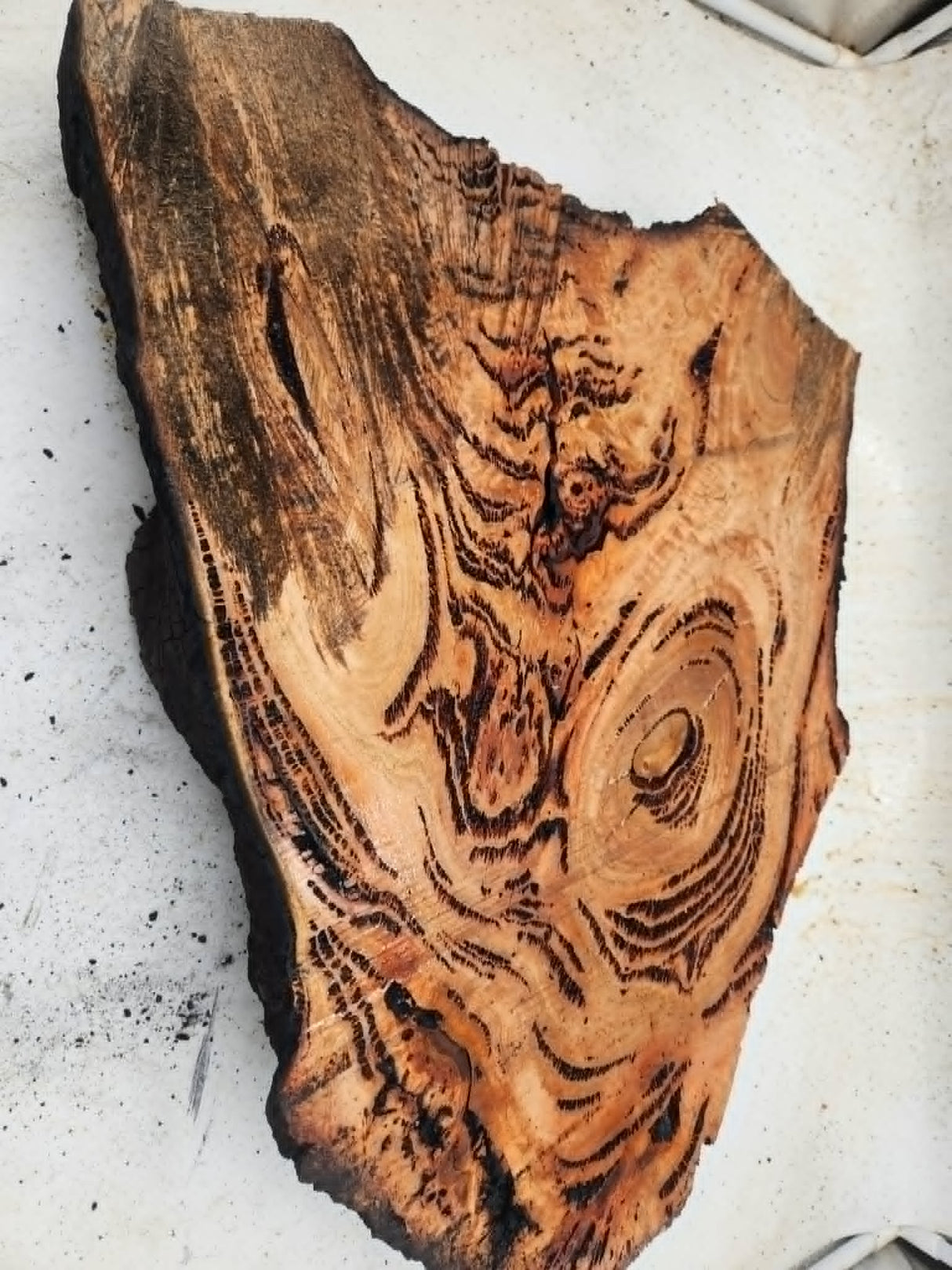 Forest Red Gum Burl 470x350x75