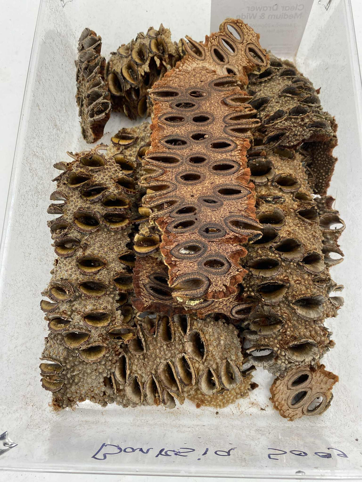 Banksia Off Cuts