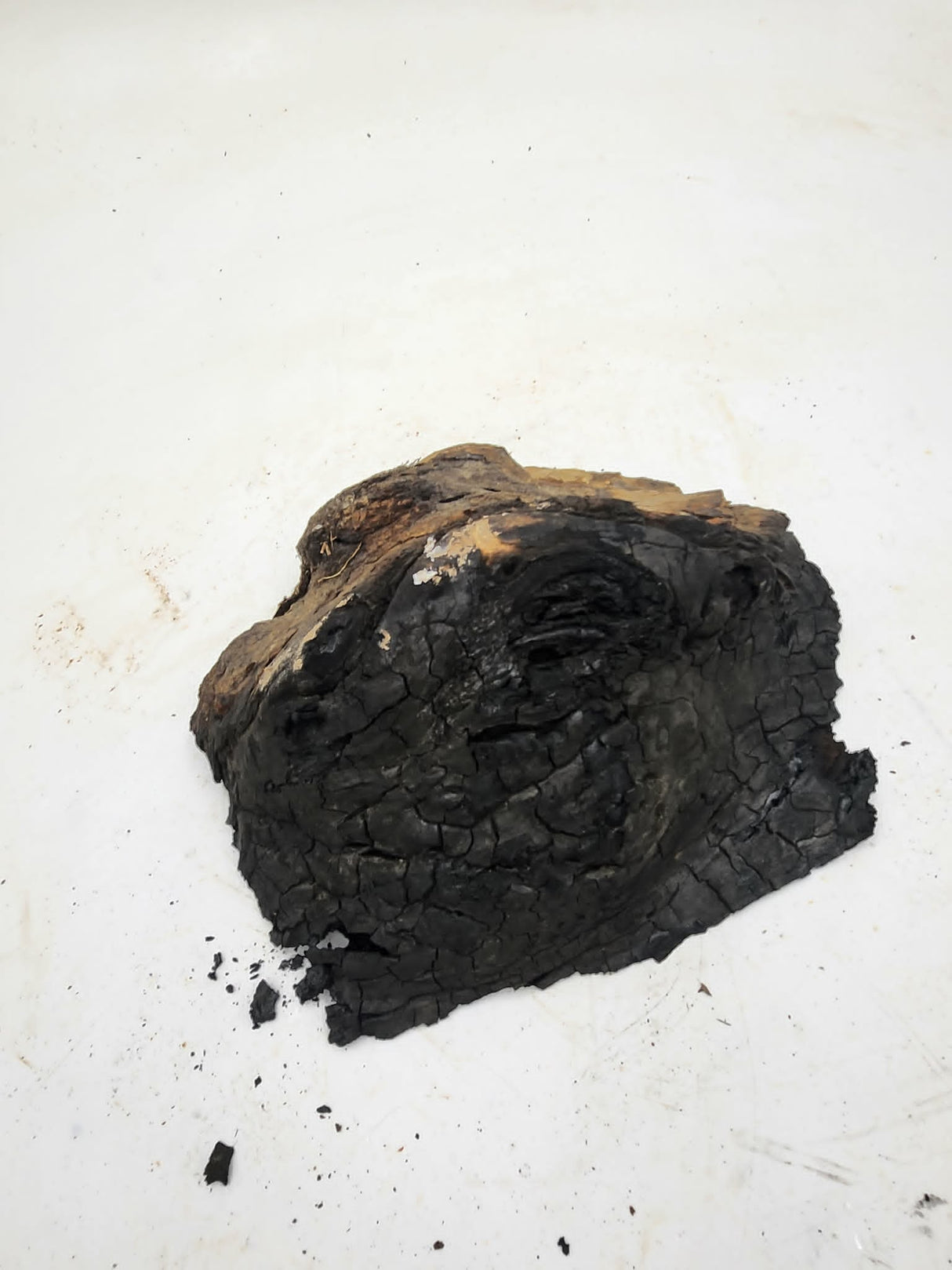 Forest Red Gum Burl 200x160x60mm