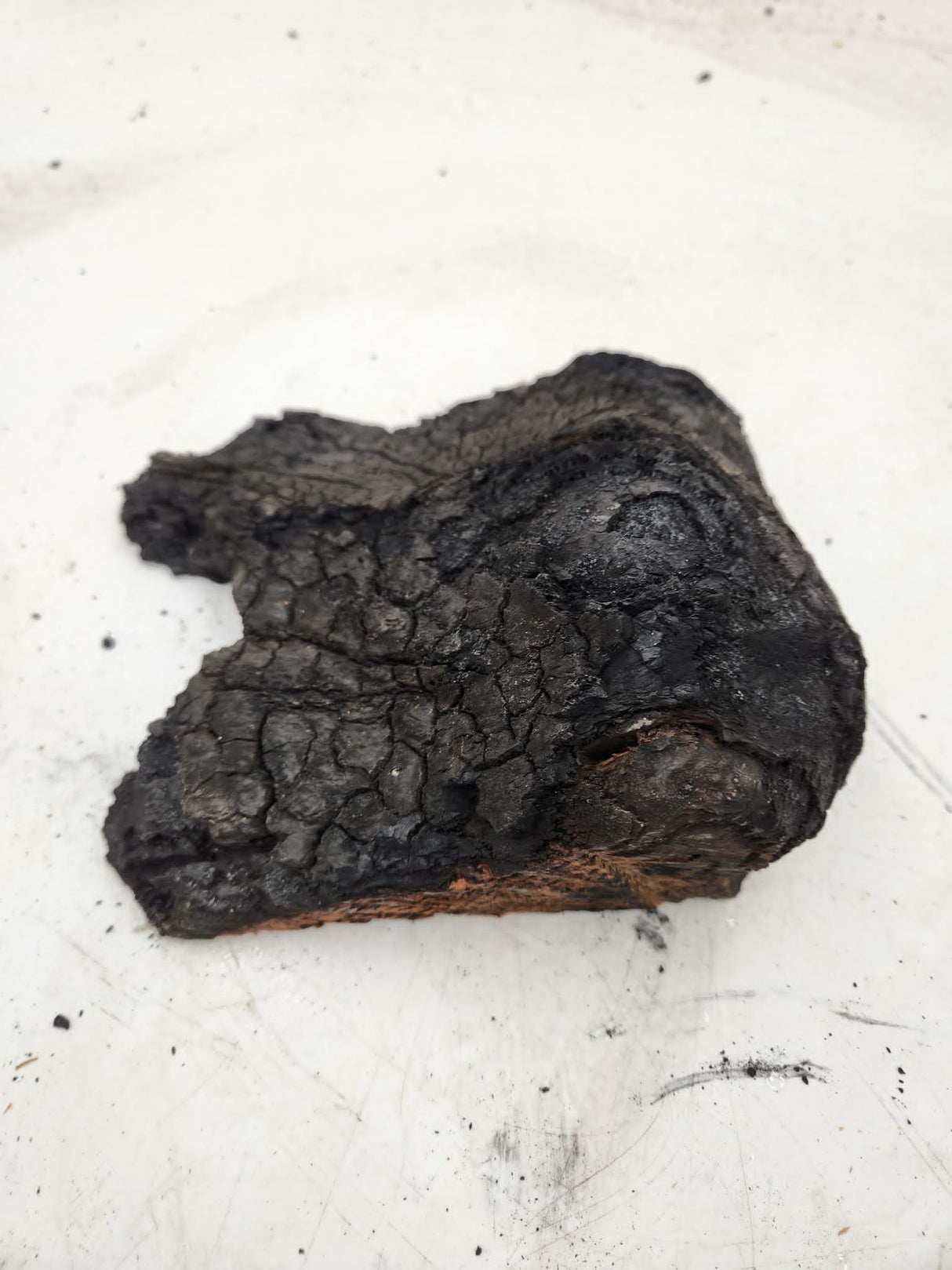 Forest Red Gum Burl 160x140x60mm