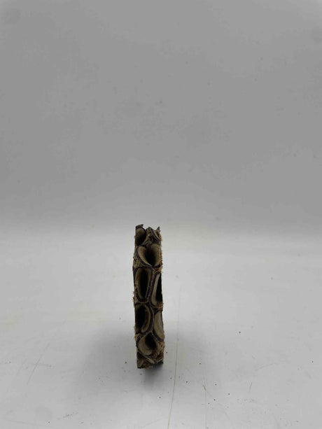 Banksia Disc