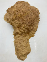 Red Mallee Burl 270 x 300 x 100mm
