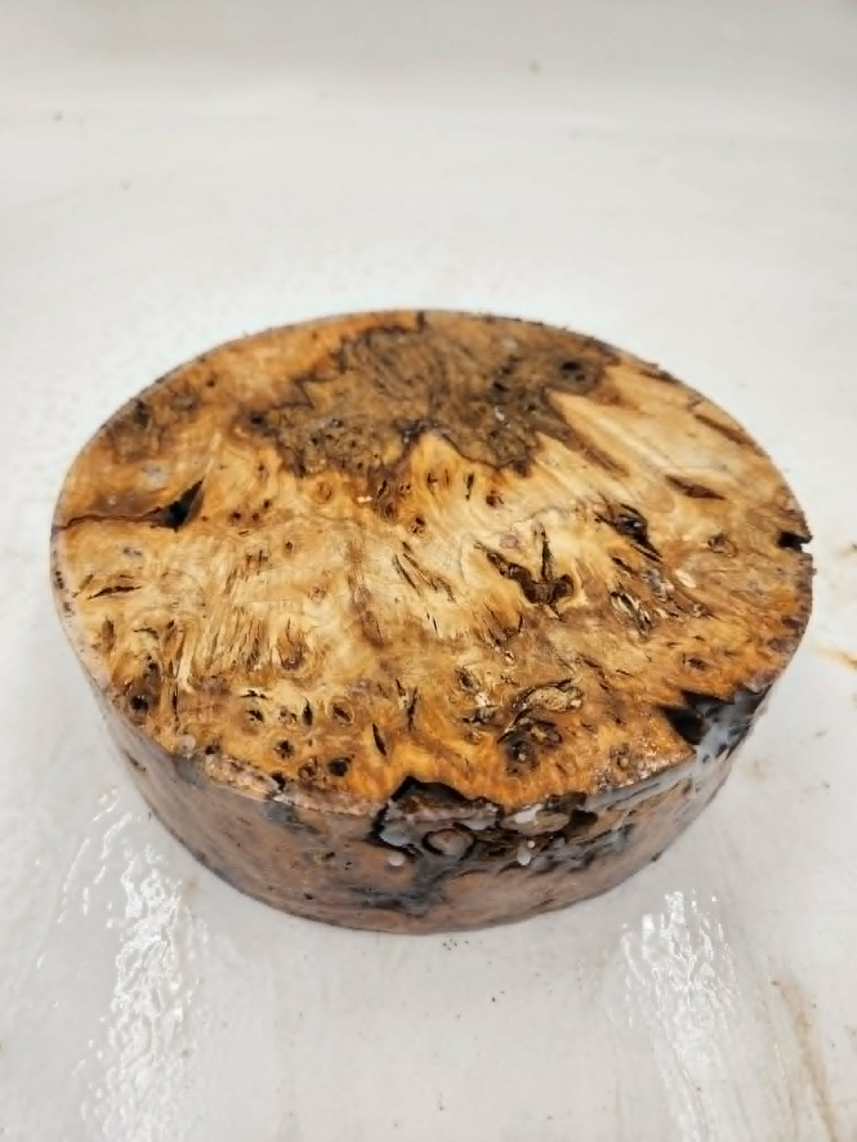 Desert Ash Burl Bowl Blank 150 x 70mm