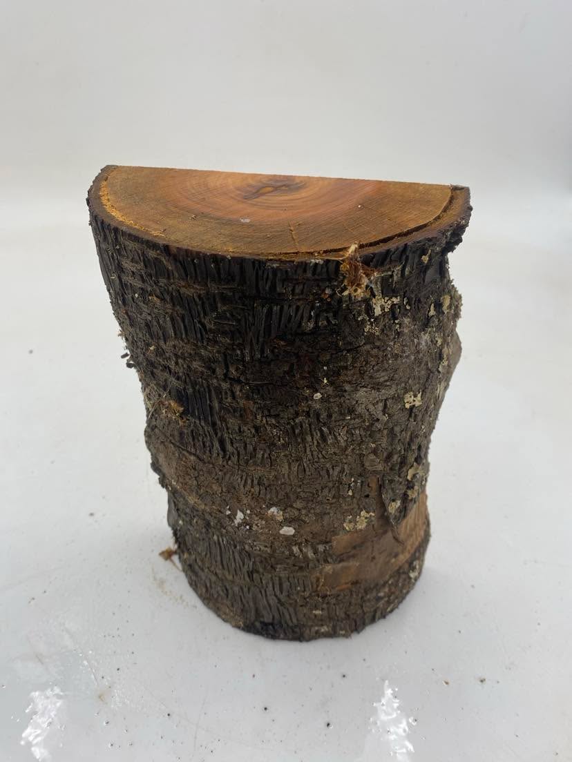 Cherry Spindle 190 x 135 x 60mm