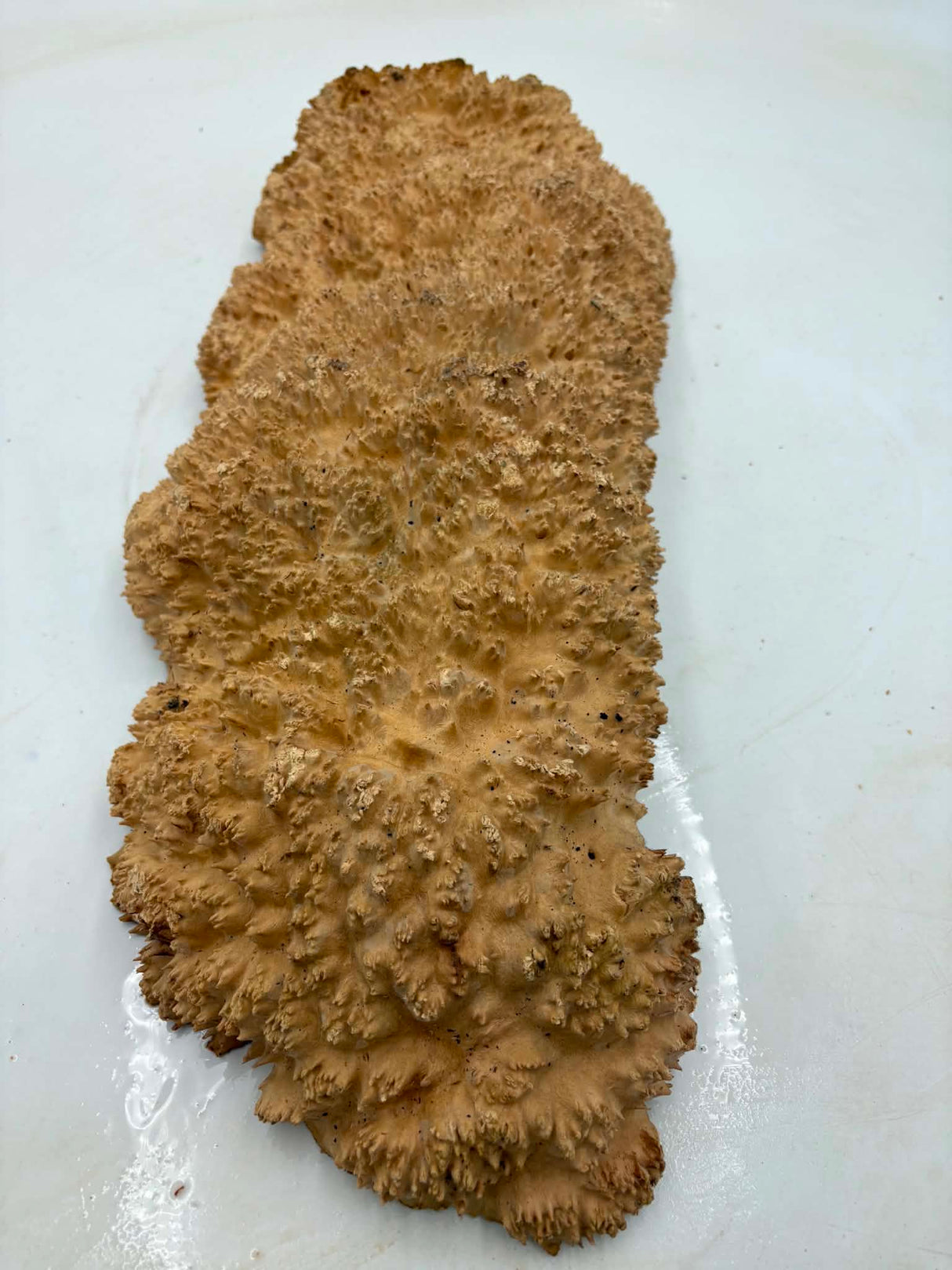 Red Mallee Burl 500 x 200 x 90mm