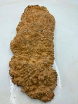Red Mallee Burl 500 x 200 x 90mm