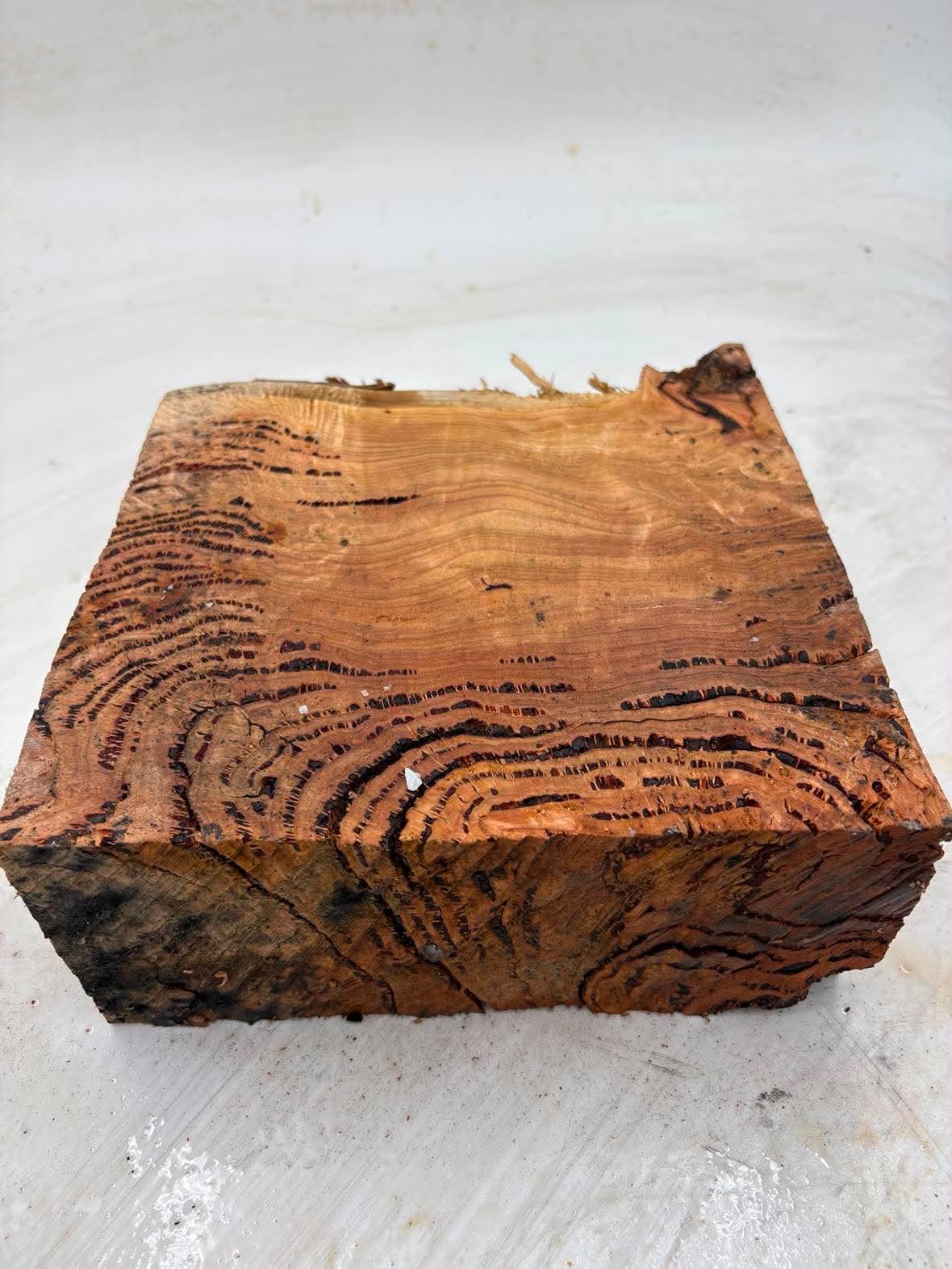 Forest Red Gum Burl 230 x 200 x 90mm