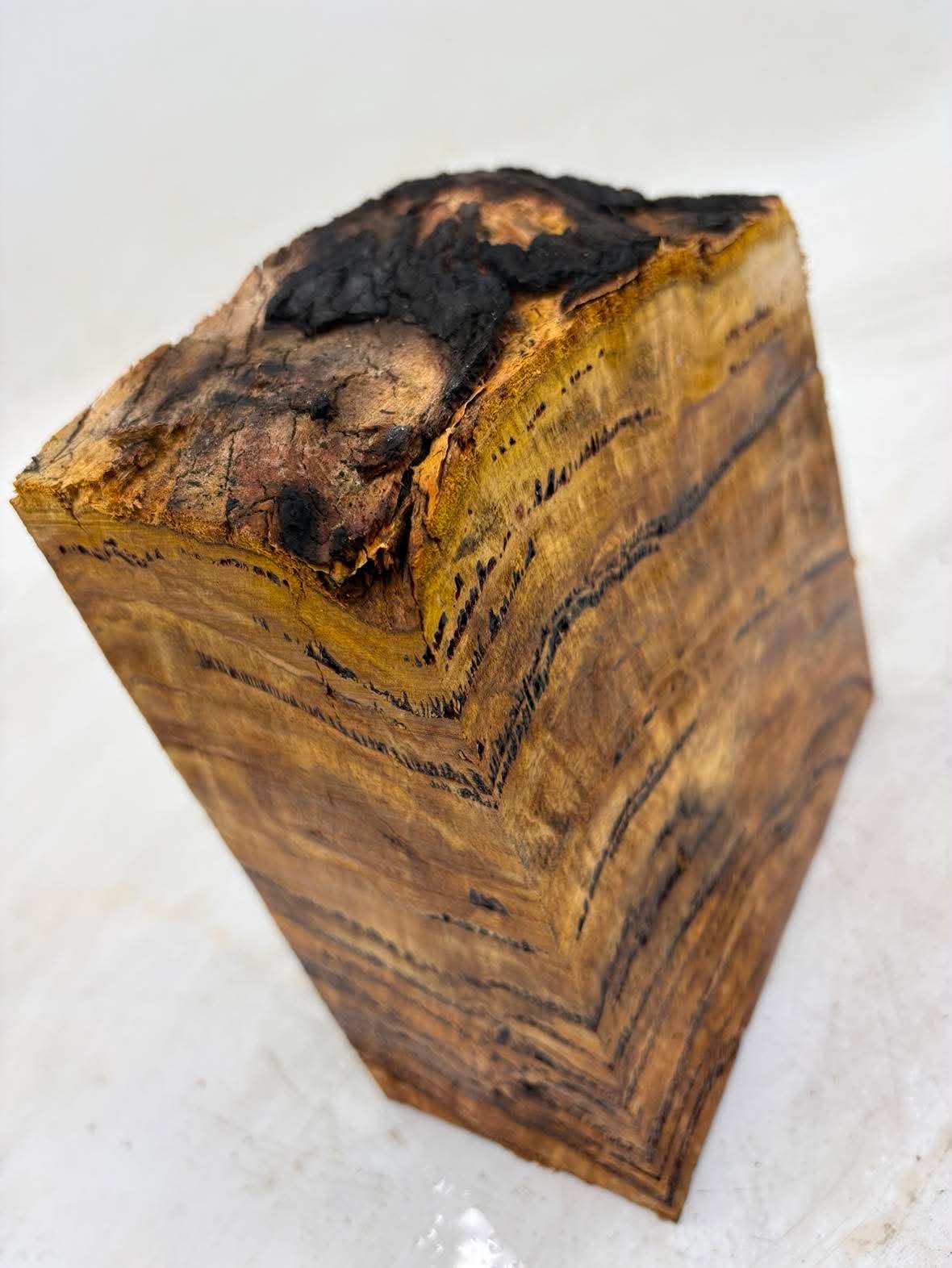 Forest Red Gum Burl 155 x 175 x 75mm