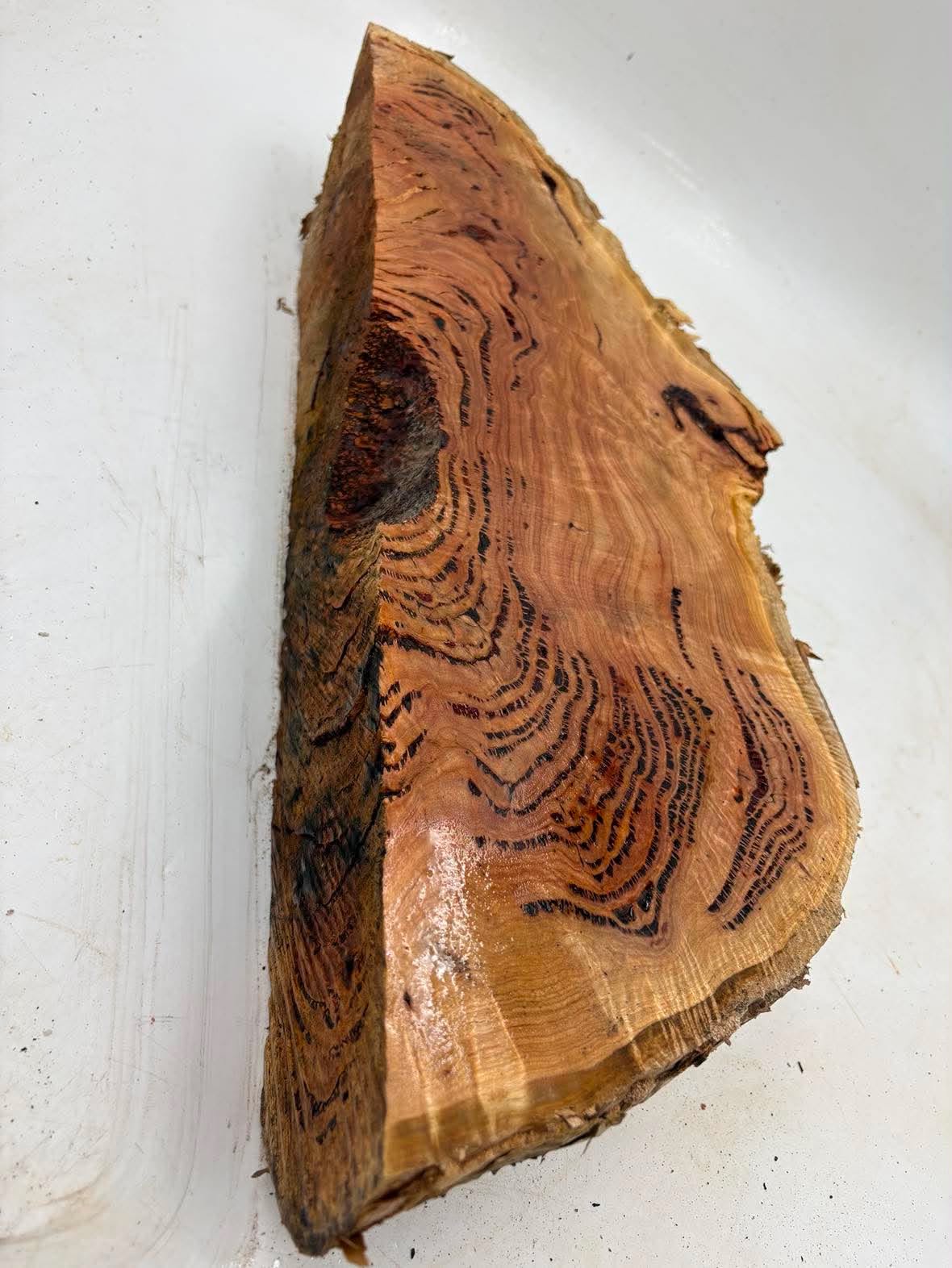 Forest Red Gum Burl 530 x 200 x 90mm