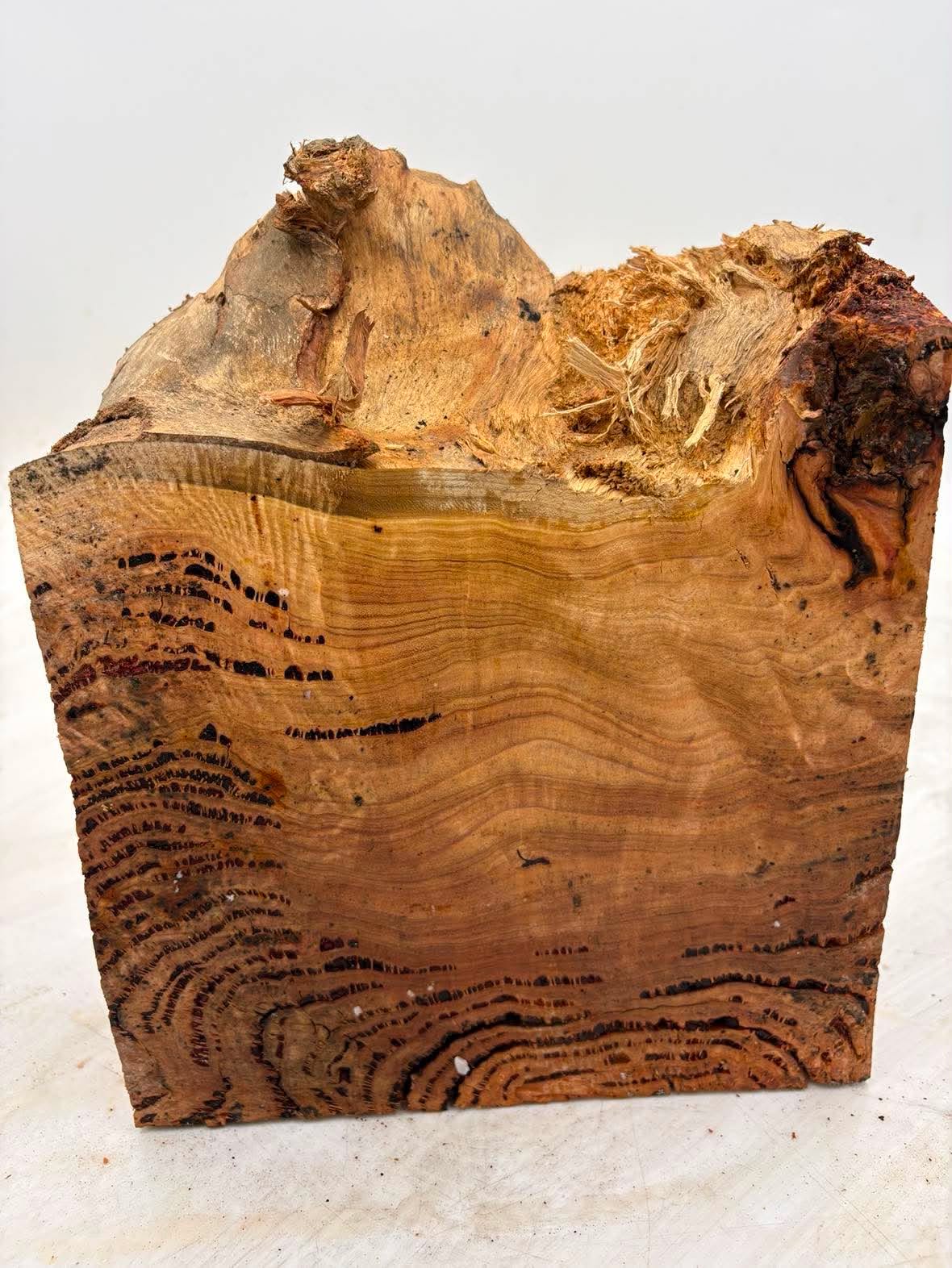 Forest Red Gum Burl 230 x 200 x 90mm
