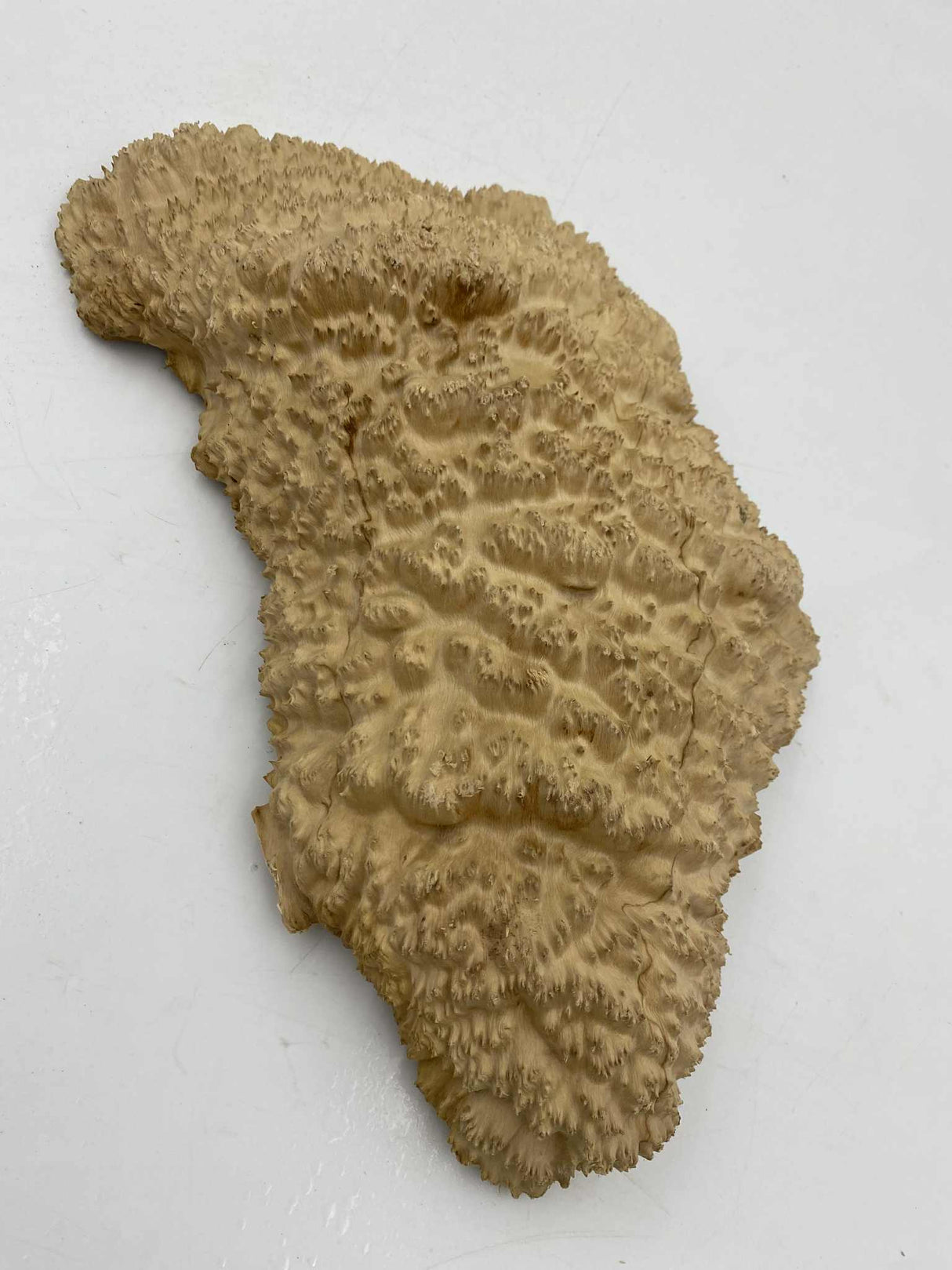 Red Mallee Burl 390 x 190 x 60mm
