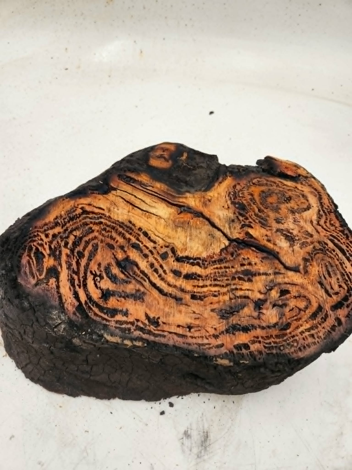 Forest Red Gum Burl 140x190x75mm