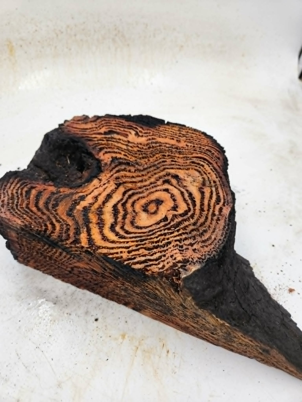 Forest Red Gum Burl 200x200x85mm