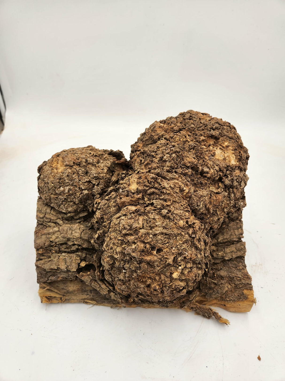Black Locust Burl 260x80x150