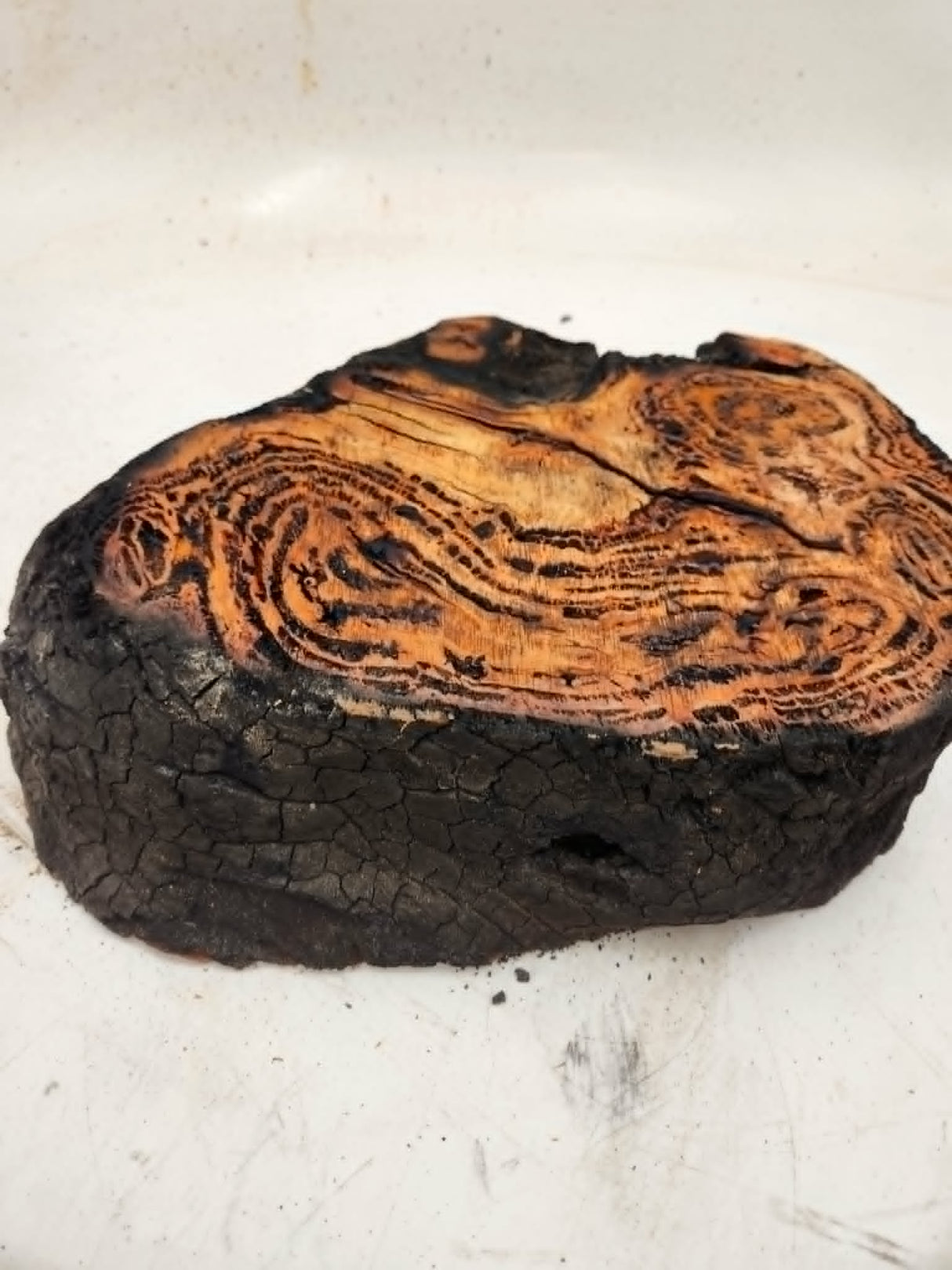 Forest Red Gum Burl 140x190x75mm