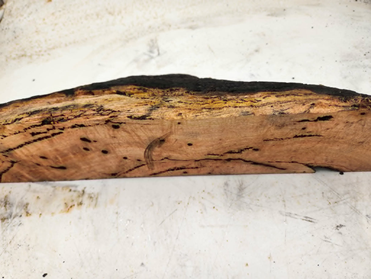 Forest Red Gum Burl 520x140x90mm