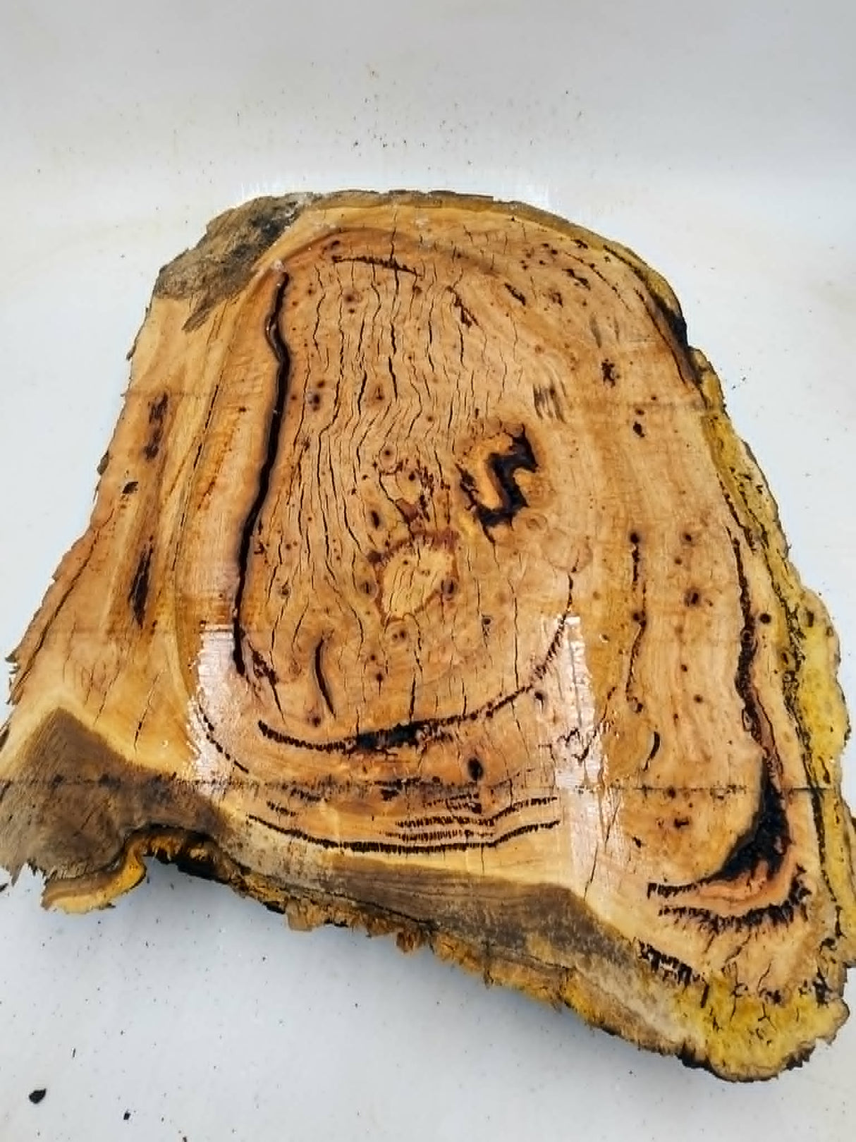 River Red Gum Burl 490mmx350mmx65mm