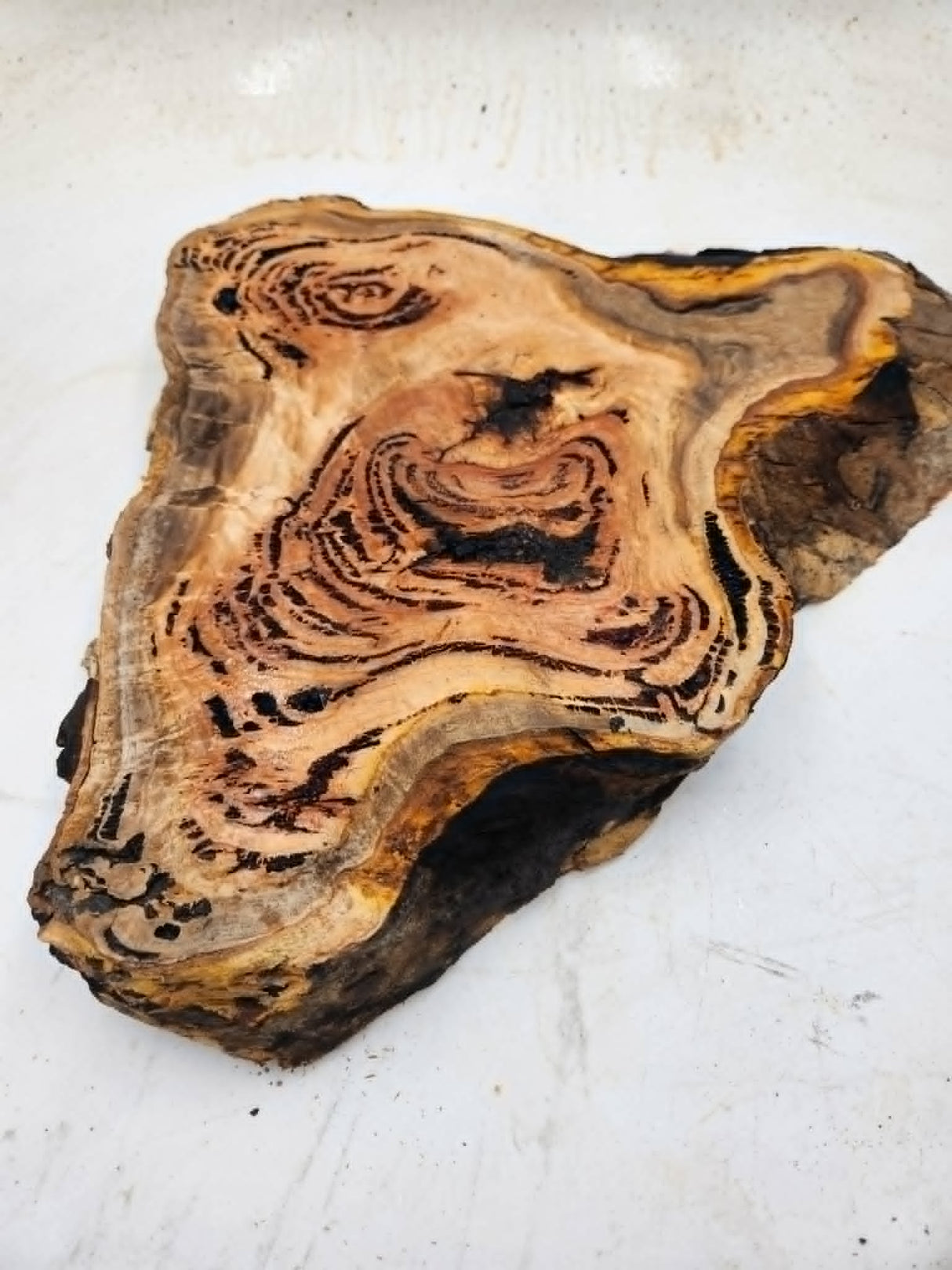 River Red Gum Burl Bowl Blank 450x340x55mm