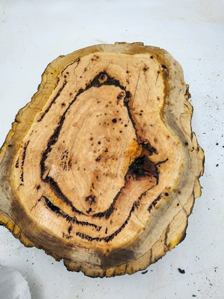 Red River Gum Burl 370x260x65mm