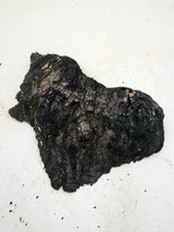 Forest Red Gum Burl 200x130x60mm