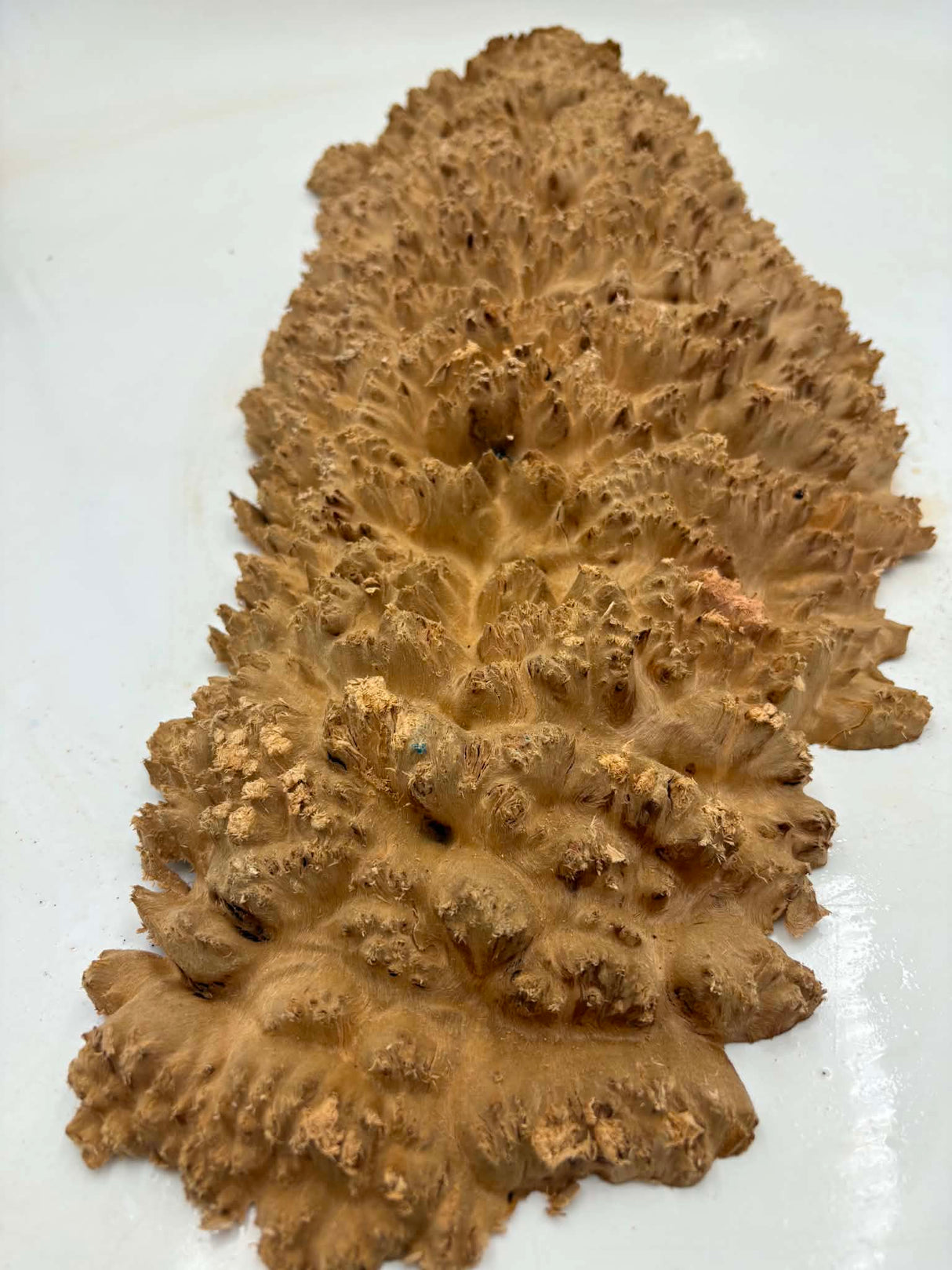 Red Mallee Burl 550 x 220 x 70mm