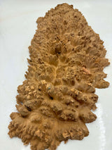 Red Mallee Burl 550 x 220 x 70mm