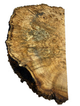 Desert Ash Burl (wet) 500 x 50 x 190mm