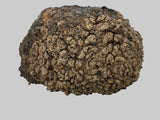 Desert Ash Burl (wet) 500 x 50 x 190mm