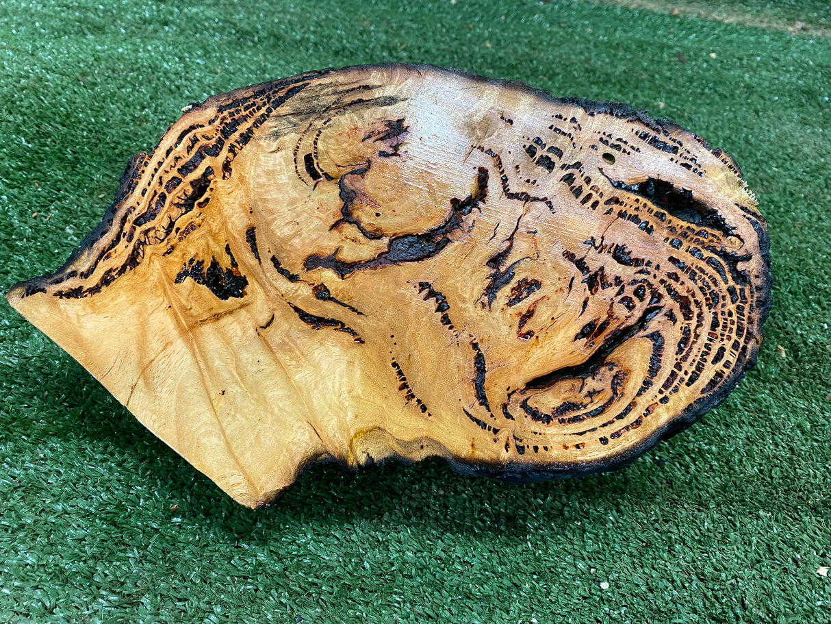 Forest Red Gum Burl 250 x 170 x 100mm