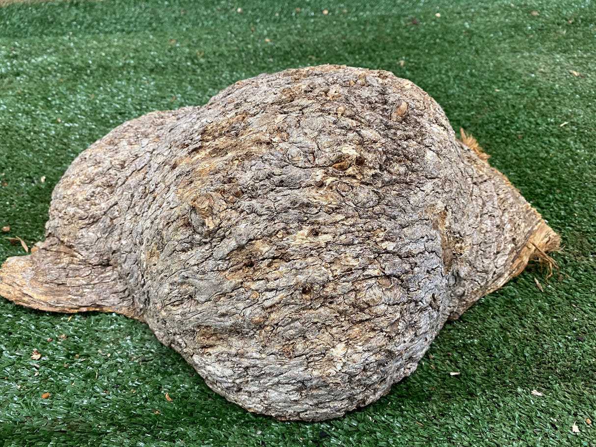 Red Gum Burl 330 x 220 x 120mm