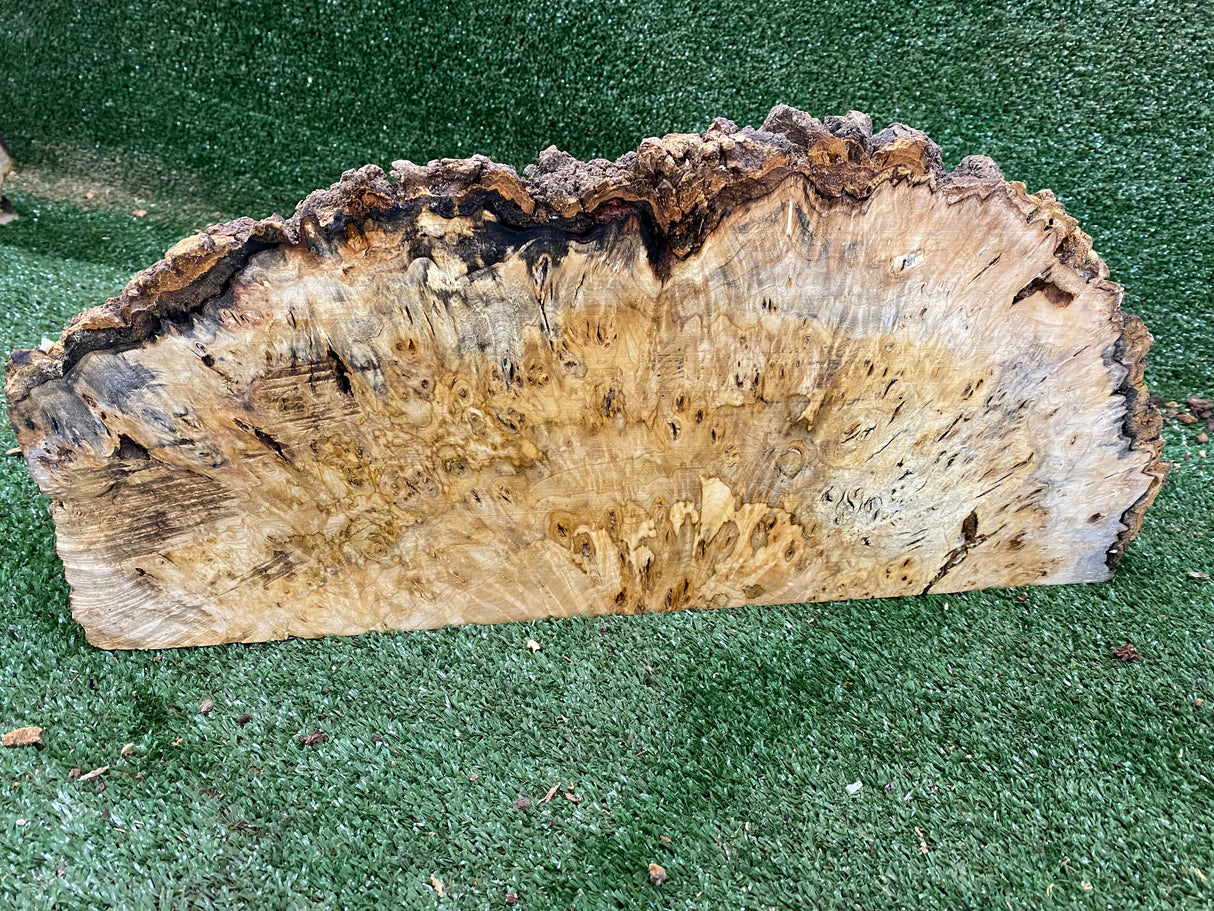 Desert Ash Burl (wet) 480 x 210 x 200mm