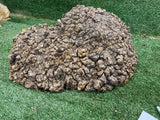 Desert Ash Burl (wet) 480 x 210 x 200mm