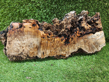 Peppercorn Burl 400mmx100mmx30mm