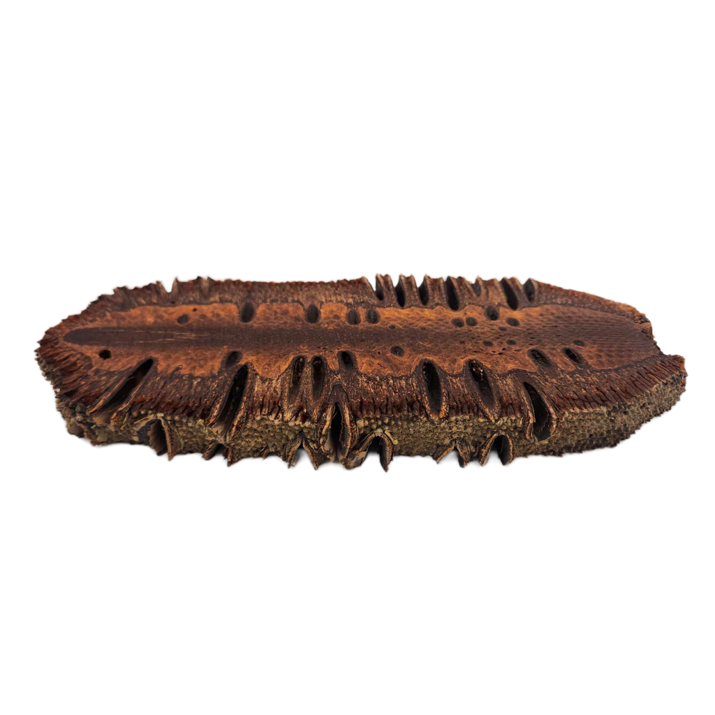 Banksia Nut Slice