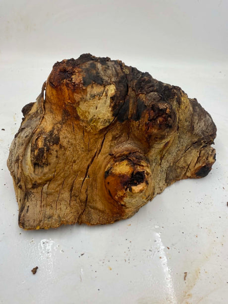 River Red Gum Burl 390 x 270 x 190mm