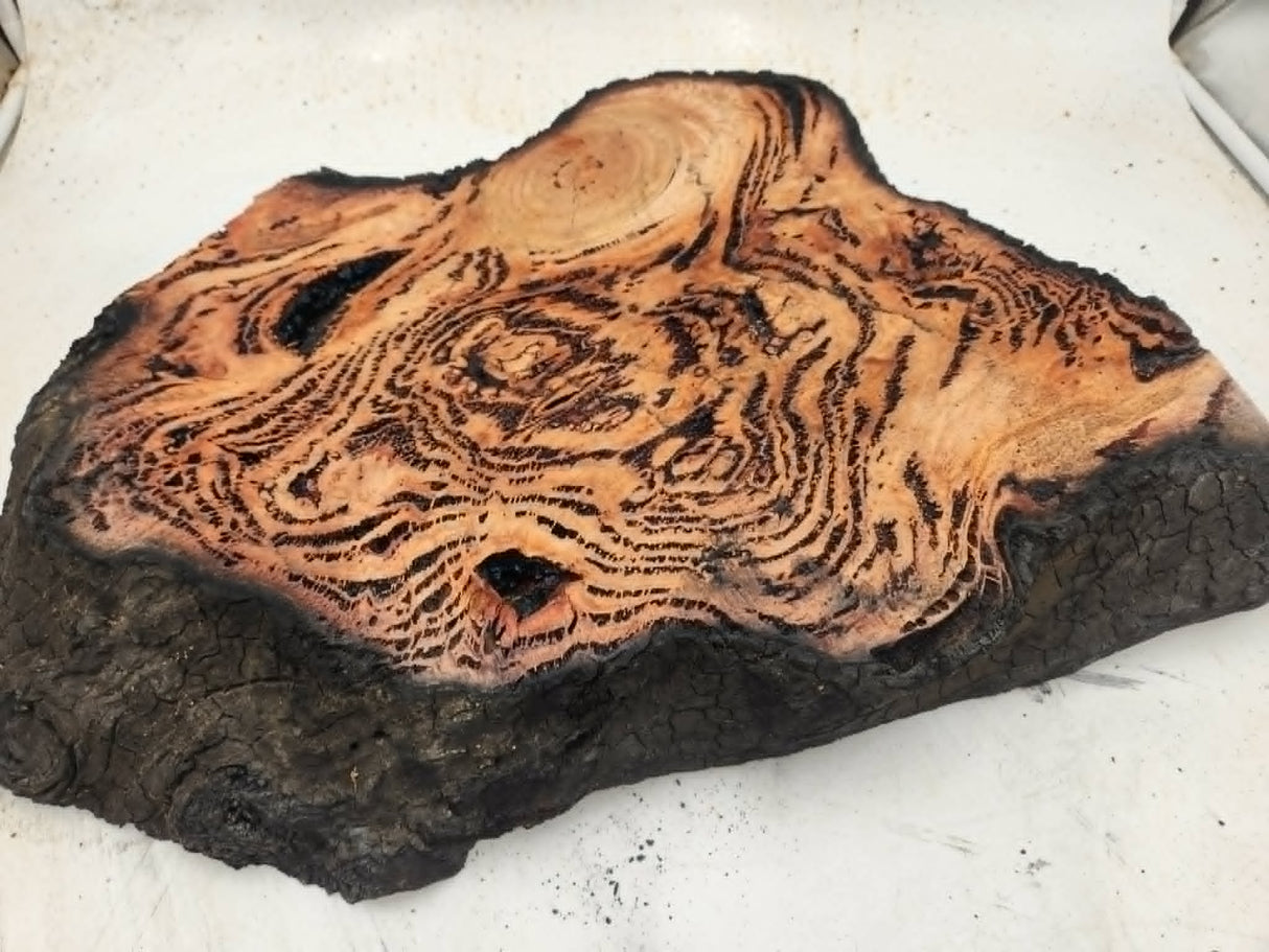 Forest Red Gum Burl 470x350x75
