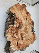 Snow Gum Burl 470x420x120mm