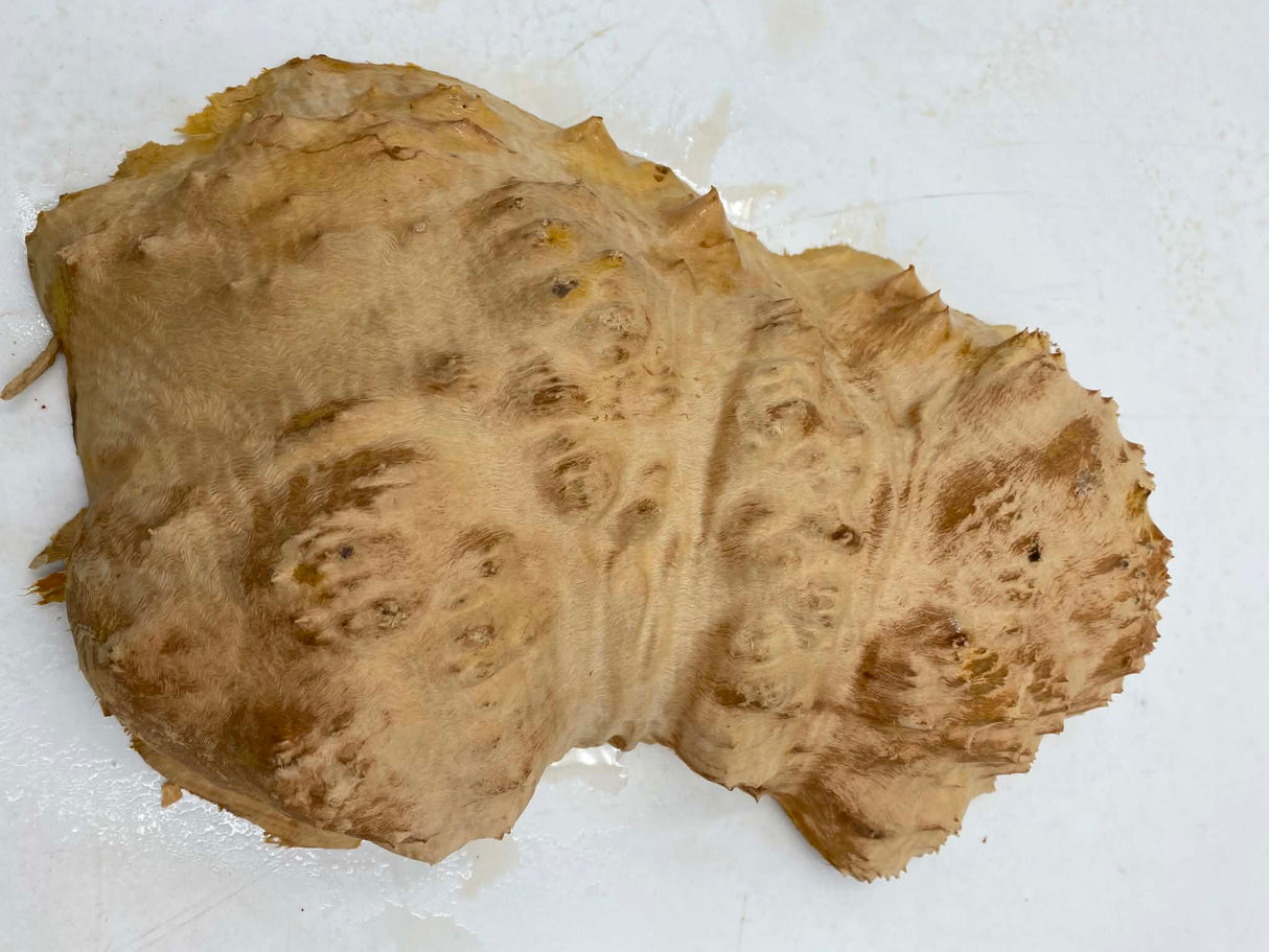 Red Mallee Burl 300 x 160 x 50mm