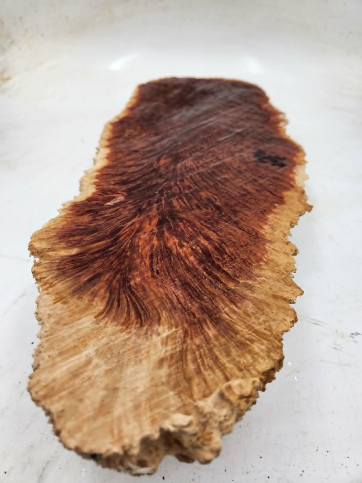 Red Mallee Burl 550x220x50mm
