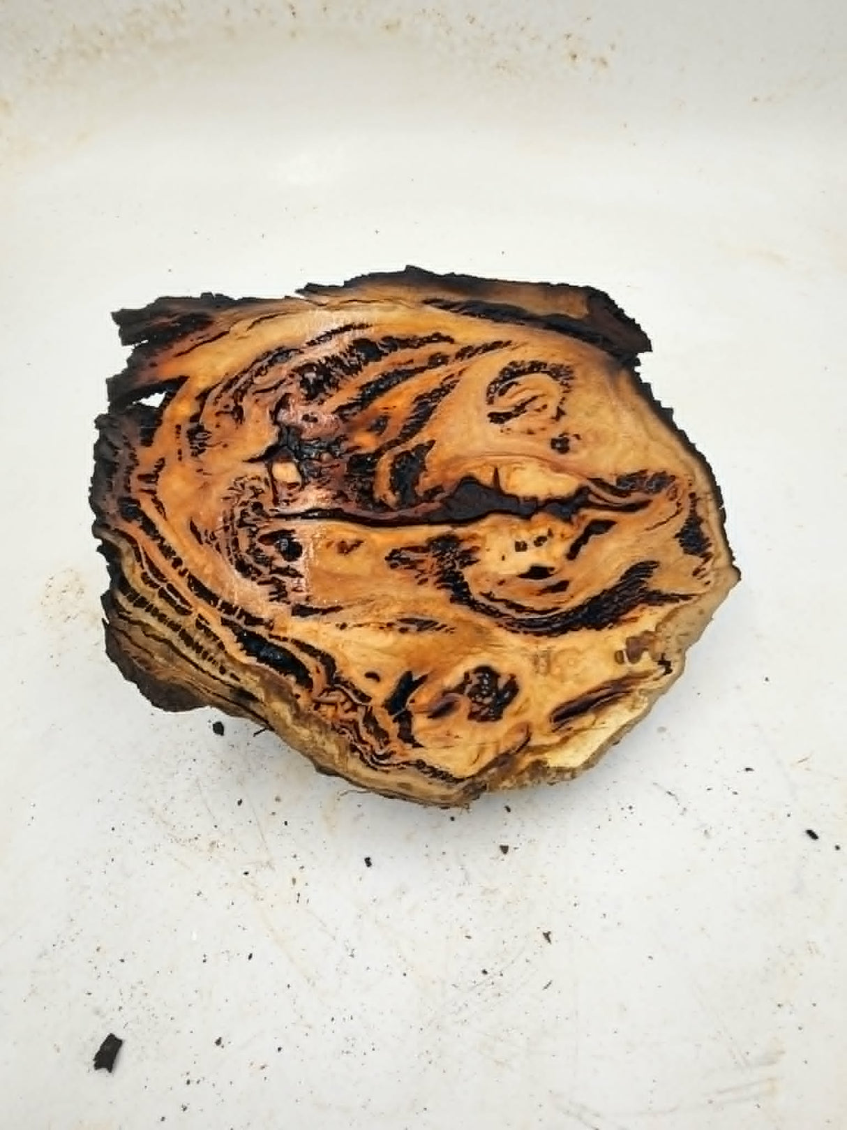 Forest Red Gum Burl 200x160x60mm