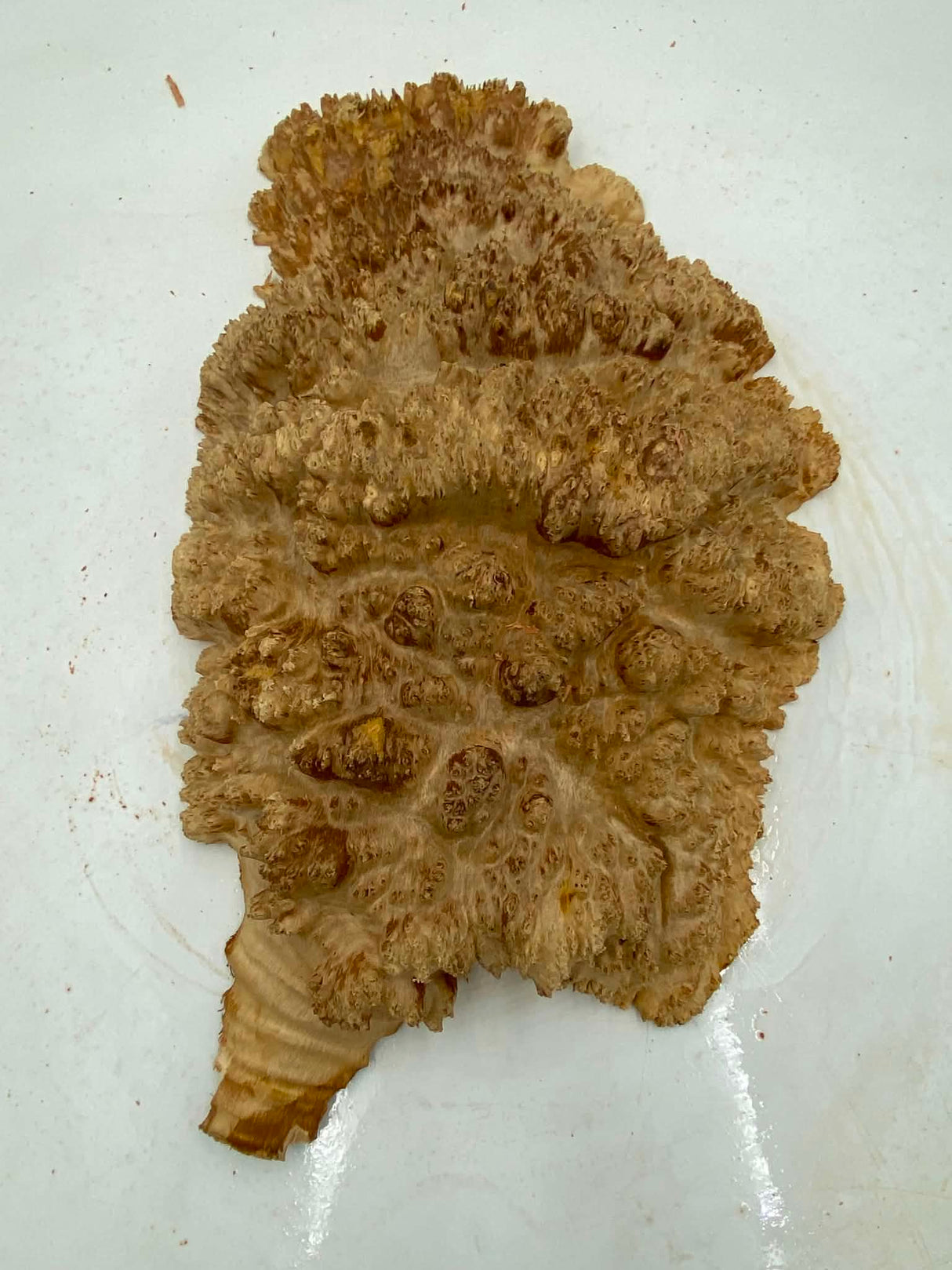 Red Mallee Burl 410 x 290 x 100mm