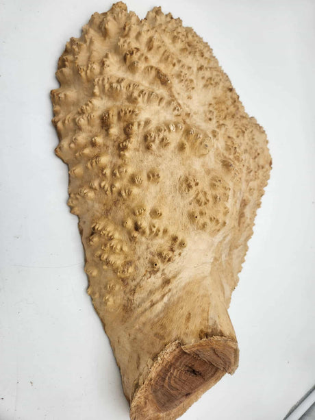 Red Mallee Burl 450mmx290mmx70mm