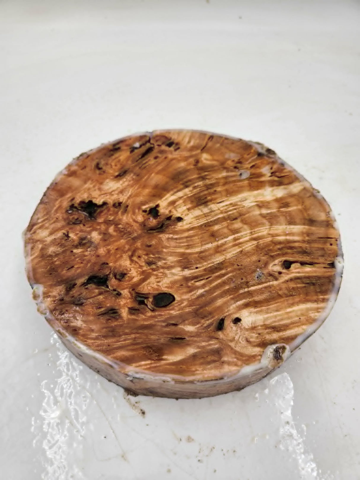 Desert Ash Burl Bowl Blank 200 x 40mm