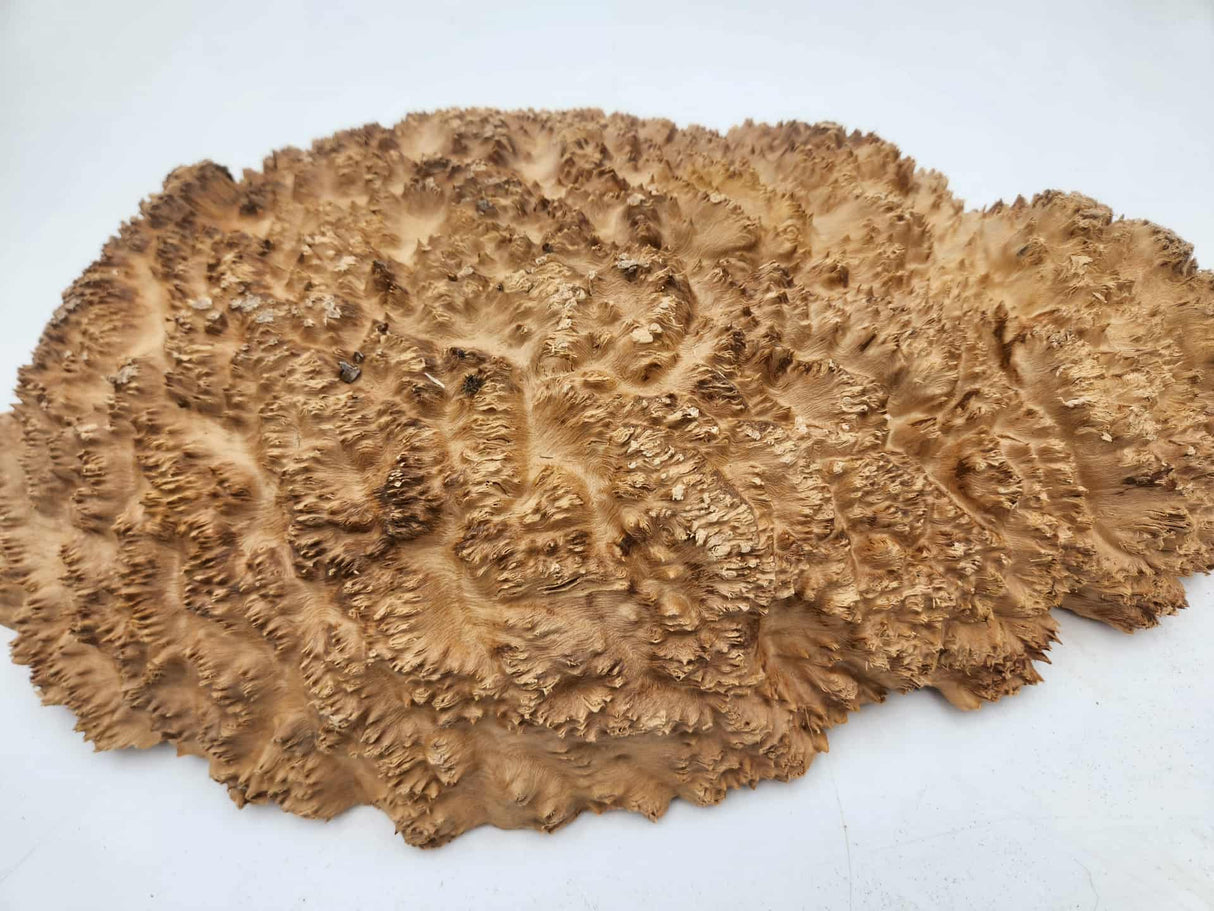 Red Mallee Burl 400mmx280mmx60mm