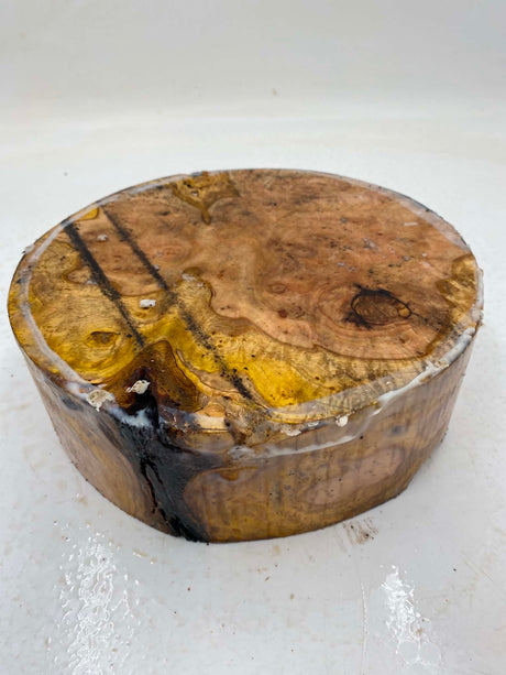 Forest Red Gum Burl Bowl Blank 220 x 75mm