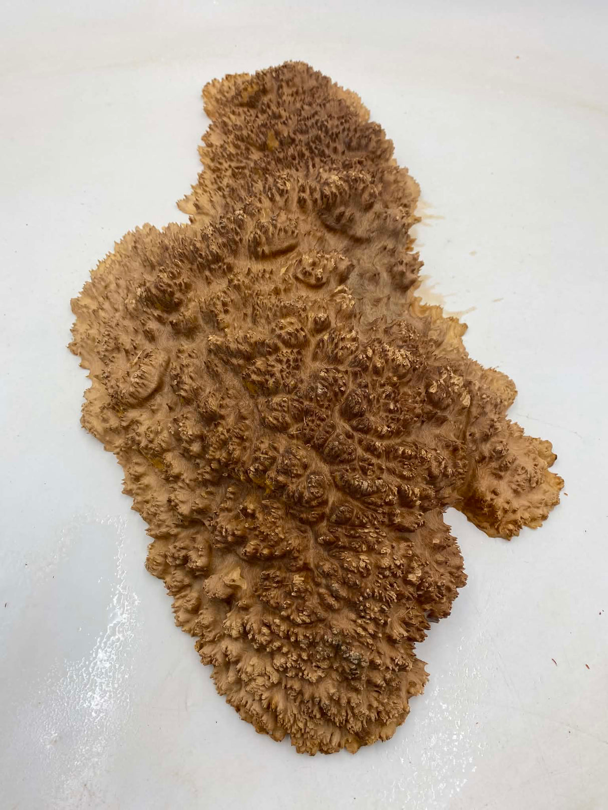 Red Mallee Burl 540 x 240 x 80mm