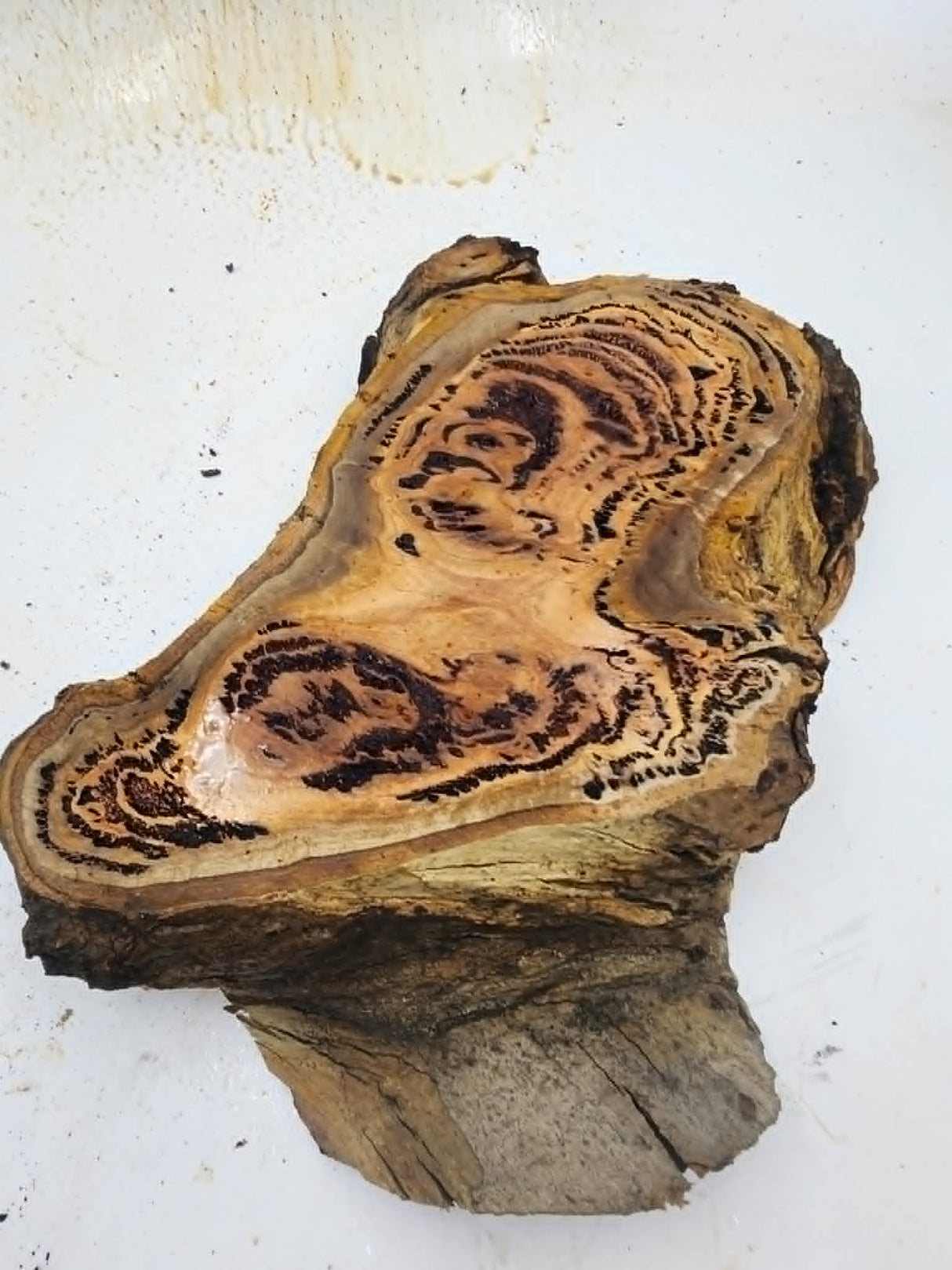 Forest Red Gum Burl 260x150x70mm