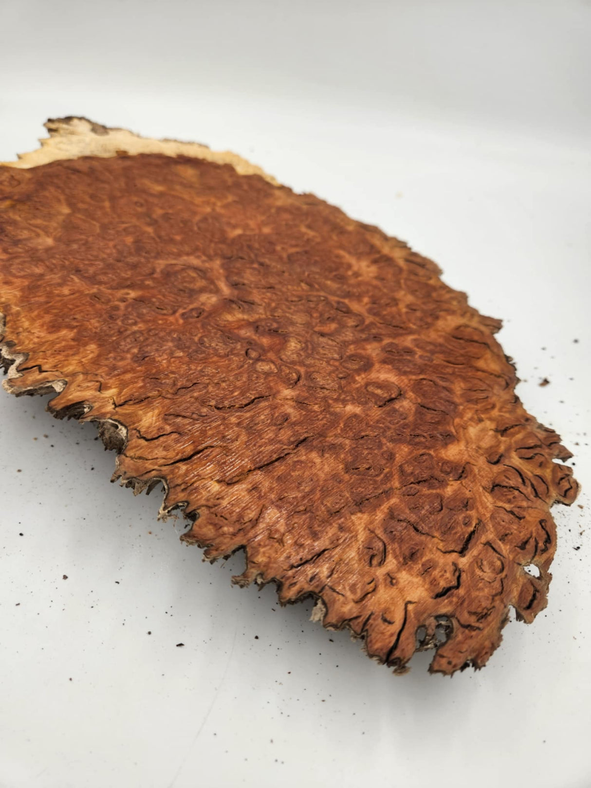 Red Coolibah Burl 300mmx230mmx50mm
