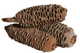 Banksia Nut Medium - Large